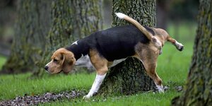 Ein Hund pinkelt an einen Baum