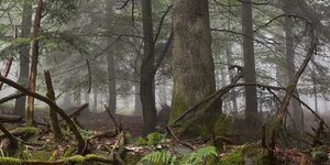 Ein Wald im Nebel