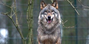 Ein Wolf, sitzend in einem Gehege