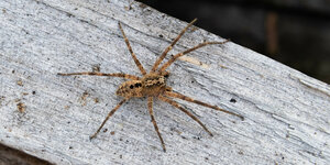 Eine sogenannte Nosferatu-Spinne in Großaufnahme auf einem Stück Holz