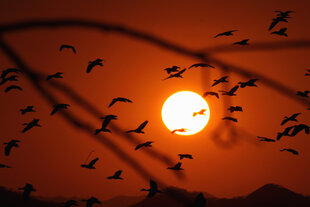 Vögel fliegen vor der untergehenden Sonne vor einem roten Himmel