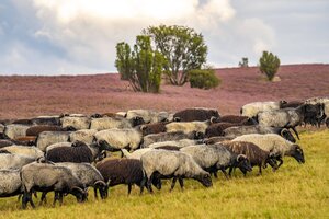 Herde Heidschnucken grast vor blühender Heidelandschaft