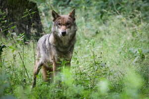 Ein Wolf steht auf einer Wiese und schaut aufmerksam