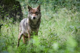 Ein Wolf steht auf einer Wiese und schaut aufmerksam