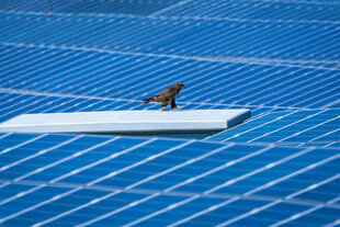 Ein Greifvogel sitzt auf einem Trafikanten in einem Solarpark