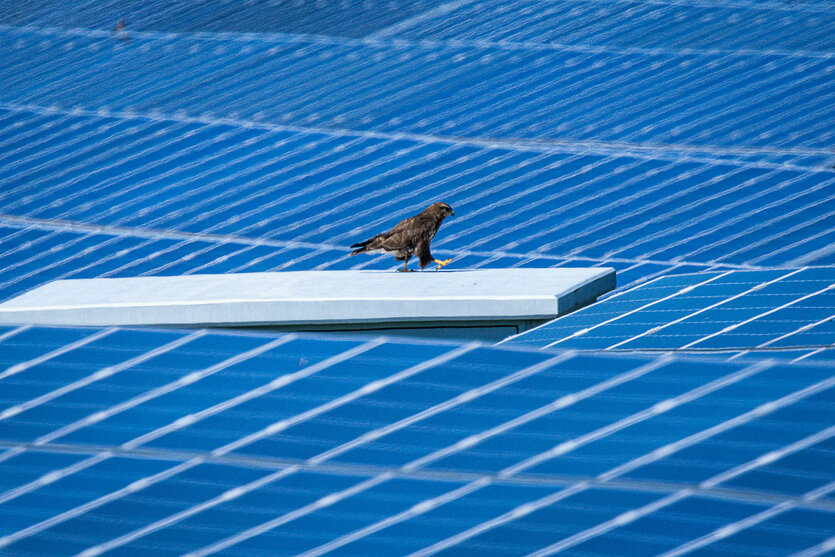 Ein Greifvogel sitzt auf einem Trafikanten in einem Solarpark