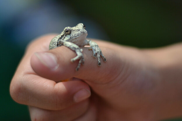 Frosch in Hand