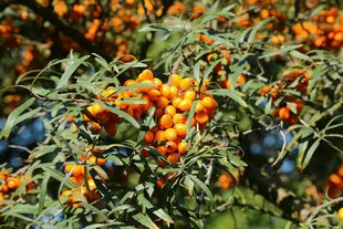 Ein Strauch mit reifen, orangefarbenen Sanddornbeeren