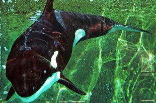 Ein Orca schwimmt in einem Becken in einem Delfinarium