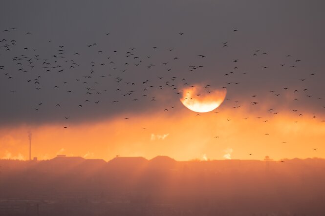 Ein Vogelschwarm vor einem orangefarbenen Himmel, am Boden Flammen