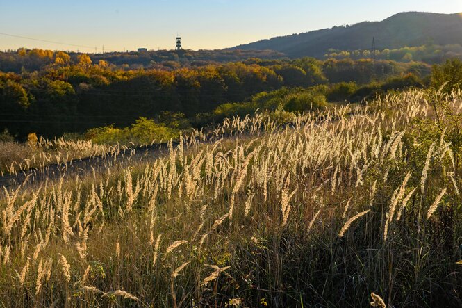 Ein Landwirt sprüht Pflanzenschutzmittel auf seinem Feld, Symbolbild