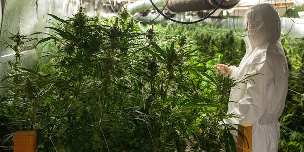 Eine Polizistin im Schutzanzug vor einer Cannabisplantage