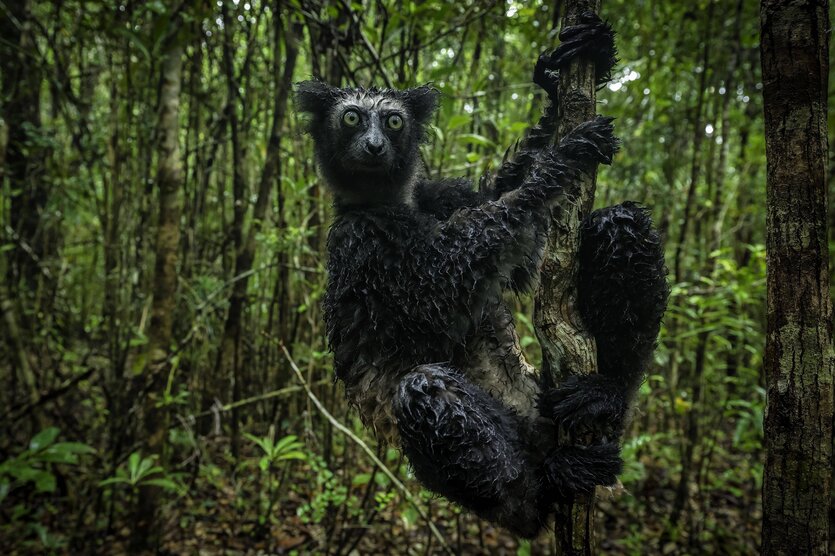 Indri Lemur schwingt sich mit nassem Fell durch den Regenwald