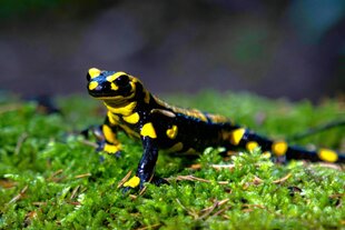 Ein Feuersalamander im Moos