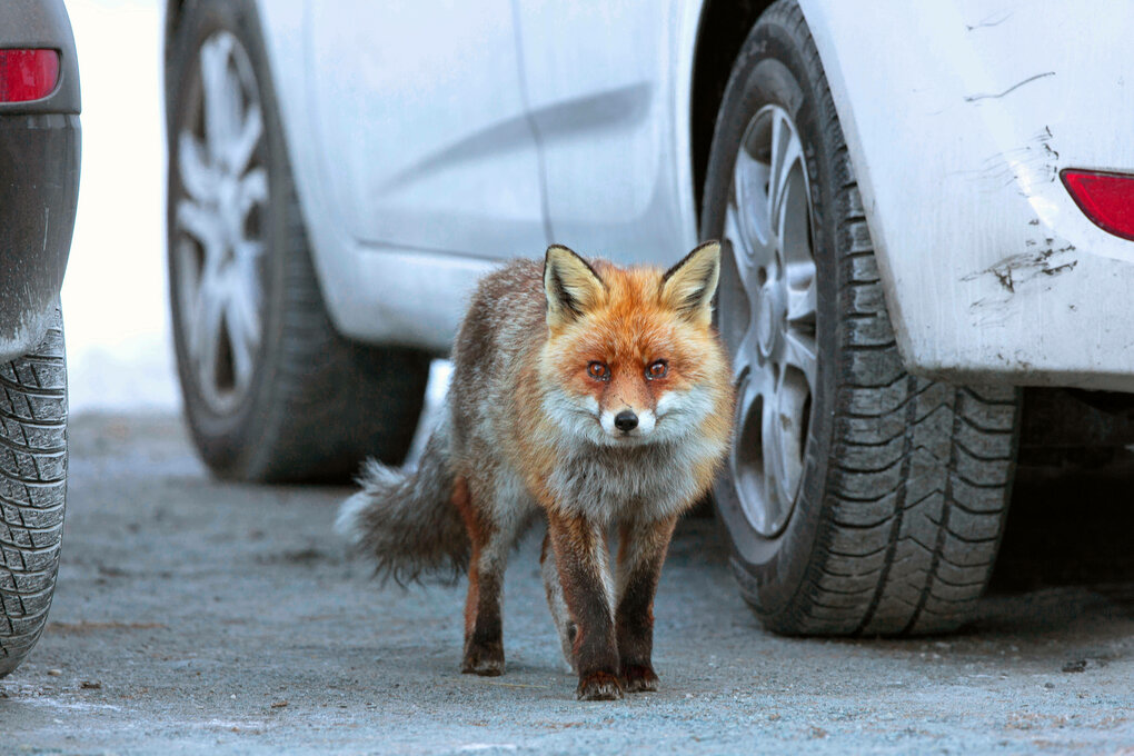 Eine Rotfuchs in der Stadt zwischen parkenden Autos