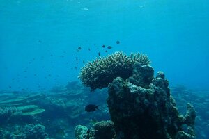 Korallen wachsen an einem Felsen umschwirrt von kleinen Fischen, das Meer ist blau