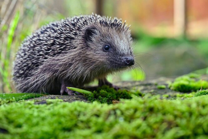 Ein Igel sitzt im Moos und schaut so vor sich hin