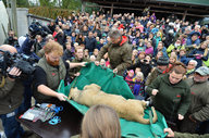 Tote Löwin in Odense, Dänemark wird vor Publikum auf den Seziertisch gelegt