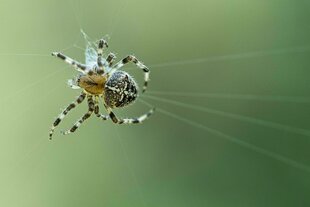 Eine Spinne hängt in ihrem Netz