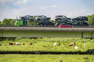 Ein Lastwagen transportiert Neuwagen und fährt über eine Brücke, unter der auf einer Wiese Kühe grasen