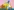 Die Simpsons, Comiczeichnung