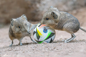 Kurzohrrüsselspringer mit einem kleinen Fußball.