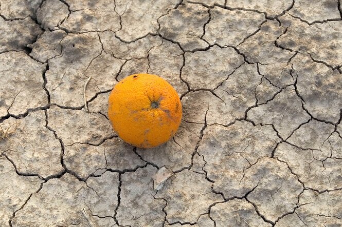 Eine Orange liegt auf vertrocknetem rissigen Boden