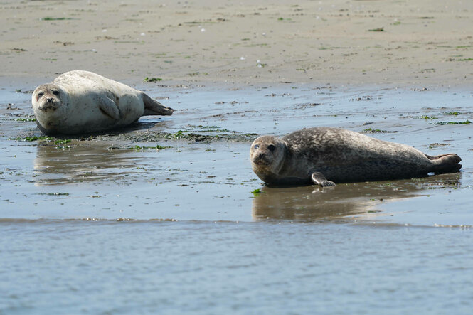 Zwei Seehunde auf der Sandbank zwischen Norderney und Juist