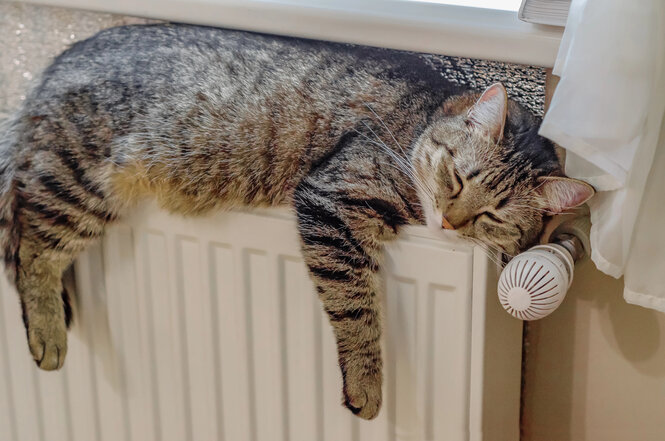 Eine Katze auf einem Heizkörper.