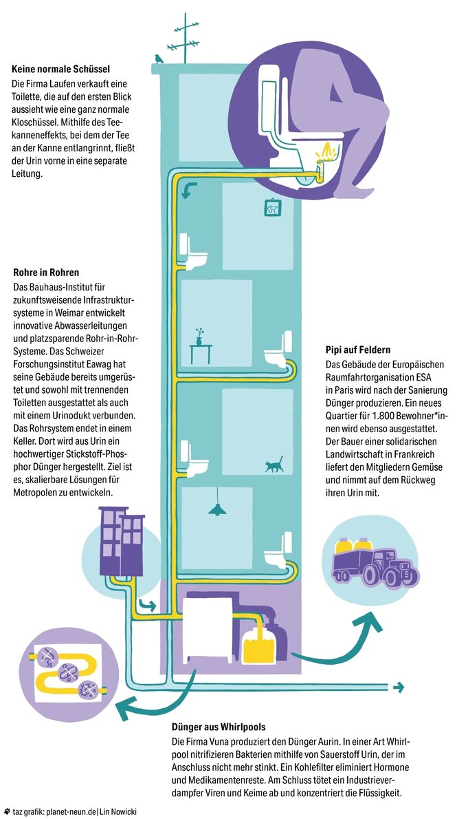 Die Grafik zeigt ein Haus mit Toiletten auf verschiedenen Stockwerken. Dabei ist eine Person auf dem Klo abgebildet. Die Toiletten sind mit Rohren verbunden und laufen alle zusammen im Keller. Dort fließt der Urin in einen großen Behälter.Es gibt vier Stationen. 1) Keine normale Schüssel: Die Firma Laufen verkauft eine Toilette, die auf den ersten Blick aussieht wie eine ganz normale Kloschüssel. Sie nutzt den Teekanneneffekt, bei dem ein schmales Rinnsal um eine scharfe Kurve fließt wie Tee beim zu langsamem Ausgießen. Der Urin gelangt so in eine separate Leitung. Station 2: Rohre in Rohren. Das Bauhaus-Institut für zukunftsweisende Infrastruktursysteme in Weimar entwickelt innovative Abwasserleitungen und platzsparende Rohr-in-Rohr-Systeme. Das Schweizer Forschungsinstitut Eawag hat seine Gebäude mit trennenden Toiletten ausgestattet und sie an ein Urinodukt angeschlossen. Das Rohrsystem endet in einem Keller. Dort wird aus Urin ein hochwertiger Stickstoff-Phosphor-Dünger hergestellt. Ziel ist es, skalierbare Lösungen für Metropolen zu entwickeln. Station 3: Pipi auf Feldern. Das Gebäude der Europäischen Raumfahrt­organisation ESA in Paris wird nach der Sanierung Dünger produzieren. Ein neues Quartier für 1.800 Be­woh­ne­r*in­nen wird ebenso ausgestattet. Der Bauer einer solidarischen Landwirtschaft in Frankreich liefert den Mitgliedern Gemüse und nimmt auf dem Rückweg ihren Urin mit. Station 4: Dünger aus Whirlpools. Die Firma Vuna produziert den Dünger Aurin. In einer Art Whirlpool nitrifizieren Bakterien mithilfe von Sauerstoff Urin, der im Anschluss nicht mehr stinkt. Ein Kohlefilter eliminiert Hormone und Medikamentenreste. Am Schluss tötet ein Industrieverdampfer Viren und Keime ab und konzentriert die Flüssigkeit.