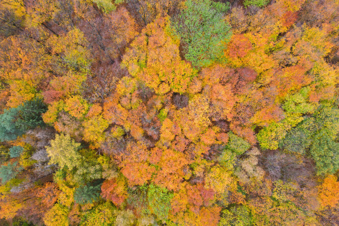 Beschreibung Laubbäume mit herbstlich verfärbten Blättern stehen in einem Wald im Landkreis Hildesheim.