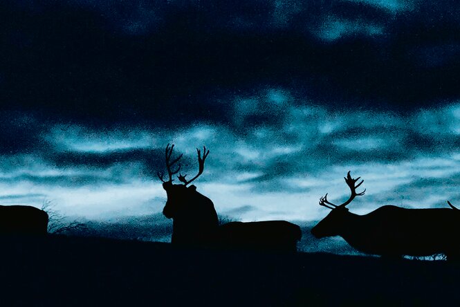 Die Silhouetten von Rentieren in der Dämmerung.