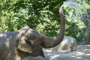 Ein asiatischer Elefant spritzt Wasser mit seinem Rüssel