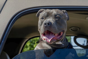 Eine Amerikanische Bulldogge schaut aus einem Autofenster