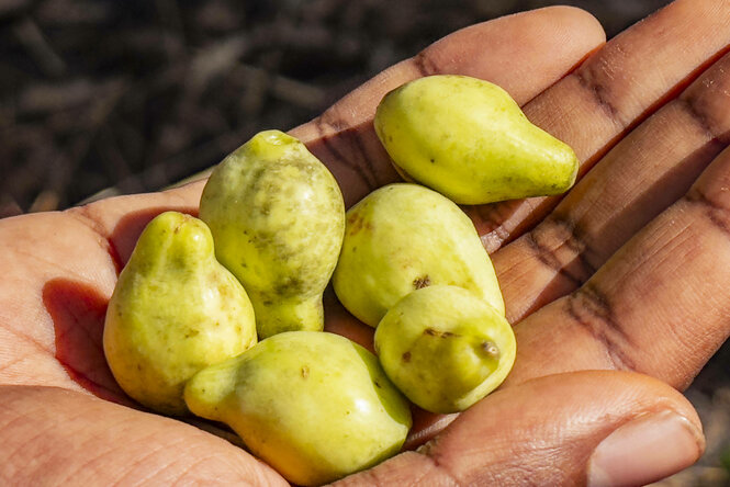 eine Hand, in der 5 gelbe Früchte der Mangrove liegen