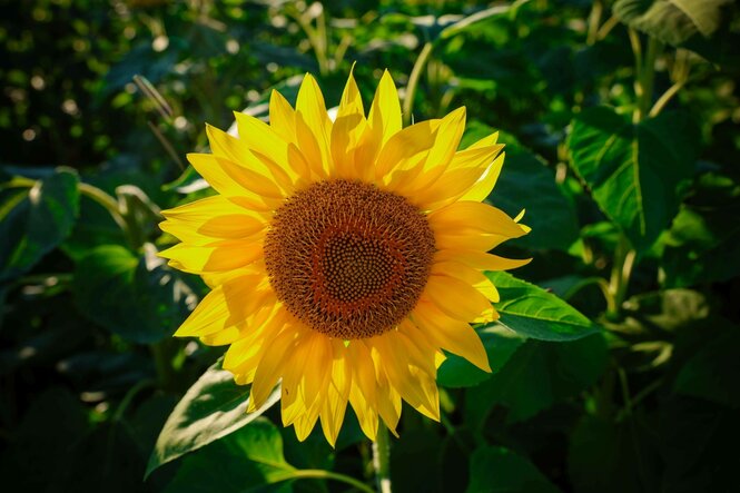 Eine Sonnenblume