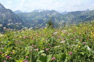 Eine blühende Wiese im Sommer