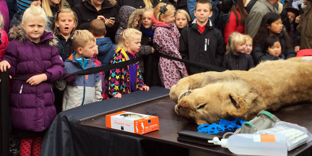 Kleiner Löwe auf OP-Tisch in dänischem Zoo.