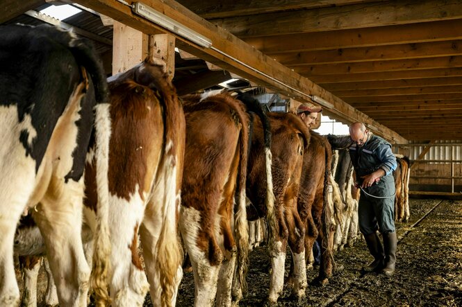 Kühe im Stall von hinten