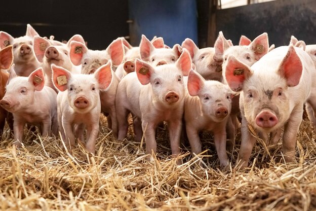 Eine Menge Ferkel stehen nebeneinander, vor ihnen liegt Stroh im Stall