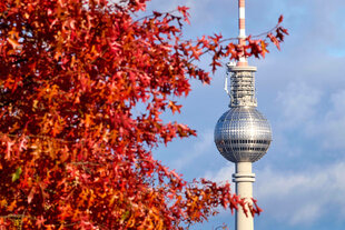 Fernsehturm und Baum