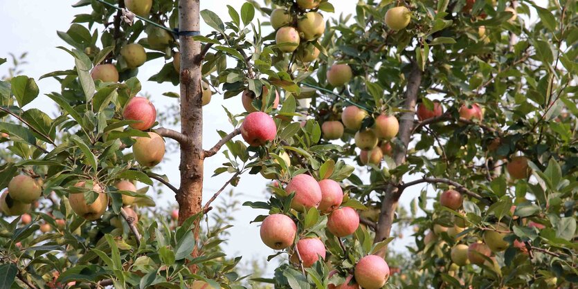 Reife Äpfel hängen an den Zweigen eines Baums