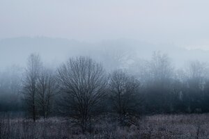 Bäume im Novembernebel