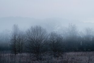 Bäume im Novembernebel