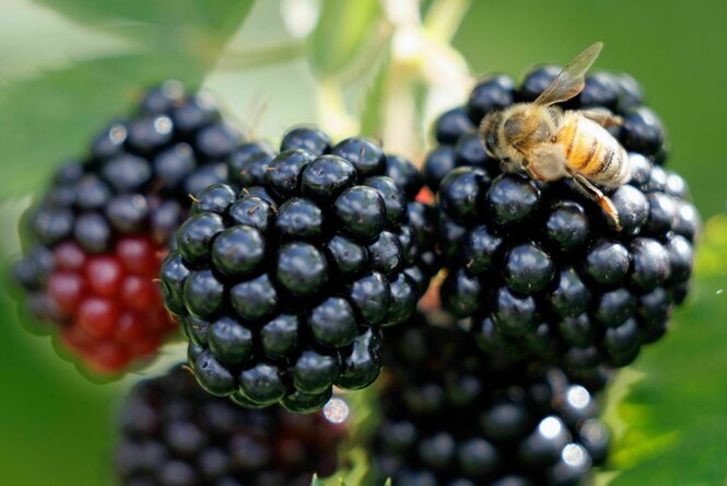 Brombeeren sind reif, wenn sie fast schwarz sind