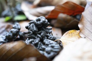 Kothaufen eines Regenwurms zwischen Herbstlaub