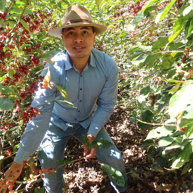 Portrait von Osman David Cortez, der unter einem Kaffeestrauch seht