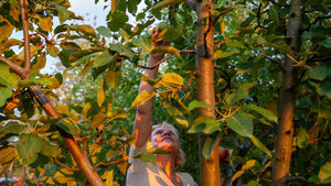 Eine blonde Frau pflückt einen Apfel in einem Baum. Sie heißt Olha Horodynska