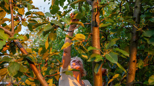 Eine blonde Frau pflückt einen Apfel in einem Baum. Sie heißt Olha Horodynska