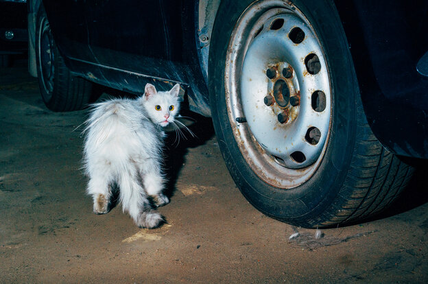 Zu sehen ist eine Katze im Dunkeln bei Blitzlicht, sehr nah neben Autoreifen, unter denen ein paar Fellhaare erkennbar sind. Sie sieht verschreckt aus, aber wohlauf.